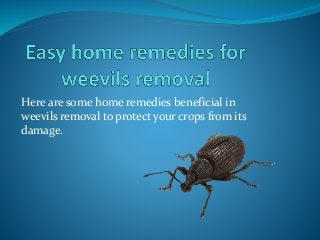 Here are some home remedies beneficial in
weevils removal to protect your crops from its
damage.
 