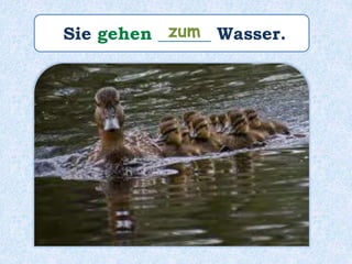 Sie gehen ______ Wasser.zum
 
