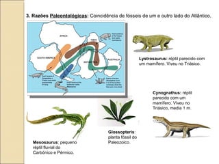 3. Razões  Paleontológicas :  Coincidência de fósseis de um e outro lado do Atlântico.  Glossopteris :  planta fóssil do Paleozoico.  Cynognathus:  réptil parecido com um mamífero. Viveu no Triásico, media 1 m. Lystrosaurus:  réptil parecido com um mamífero. Viveu no Triásico.  Mesosaurus : pequeno réptil fluvial do Carbónico e Pérmico. 
