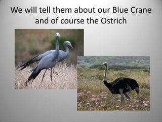 We will tell them about our Blue Crane
      and of course the Ostrich
 