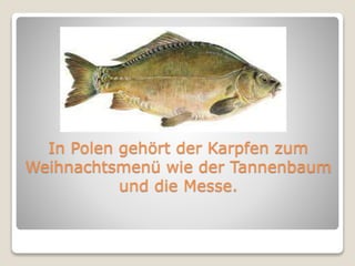 In Polen gehört der Karpfen zum 
Weihnachtsmenü wie der Tannenbaum 
und die Messe. 
 