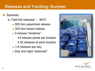 Releases and Tracking- Summer
Summer
Total fish released – 8473
503 rkm uppermost release
325 rkm lowest release
5 release “locations”
5 release points per location
32 releases at each location
1-5 releases per day
Day and night “balanced”
20
 