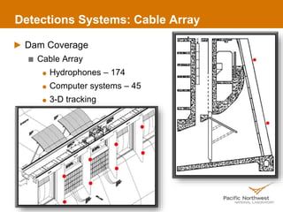 Detections Systems: Cable Array
Dam Coverage
Cable Array
Hydrophones – 174
Computer systems – 45
3-D tracking
4
 