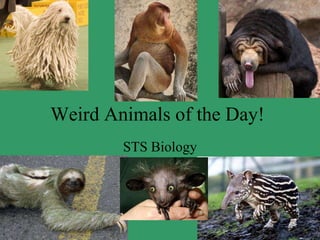 STS Biology Weird Animals of the Day! 