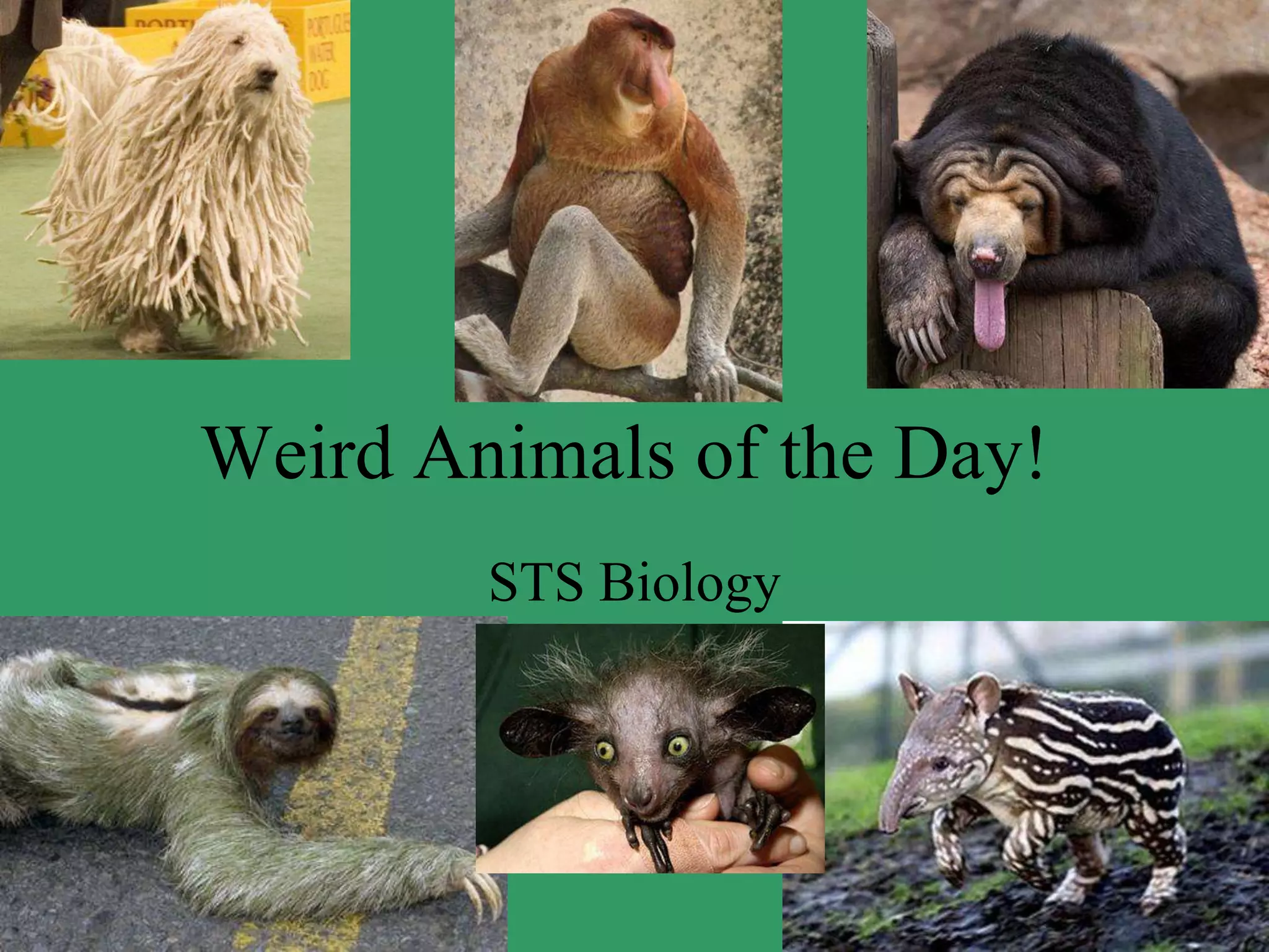 Weird animals of the day! PPT