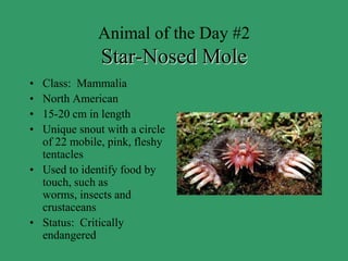 Weird animals of the day! | PPTX