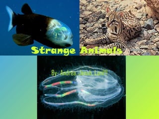 Strange Animals 
By- Andrea, Jenah, Loni!!! 
 