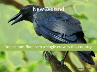 New Zealand




You cannot find even a single crow in this country



                                        Concept : Prason
 