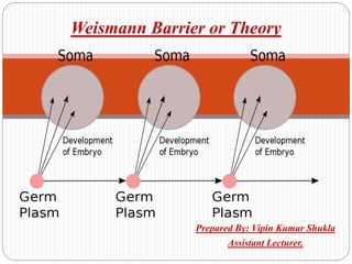 Prepared By: Vipin Kumar Shukla
Assistant Lecturer.
Weismann Barrier or Theory
 