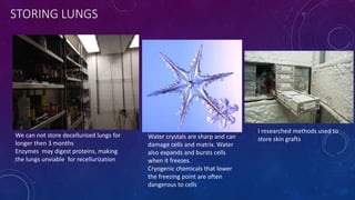 STORING LUNGS
We can not store decellurised lungs for
longer then 3 months
Enzymes may digest proteins, making
the lungs unviable for recellurization
Water crystals are sharp and can
damage cells and matrix. Water
also expands and bursts cells
when it freezes.
Cryogenic chemicals that lower
the freezing point are often
dangerous to cells
I researched methods used to
store skin grafts
 