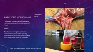 HARVESTING MOUSE LUNGS
To be used in experiments involving the
decellularization and recellularization of
lungs
Lung
Cannula in
tracia
Lung being ventilated during recelurazation
WHY
Reacherch involving the removal of
cells(decelurazation) and re-growing
cells(recellurazation) may eventually help
us to grow human lungs for transplant
 