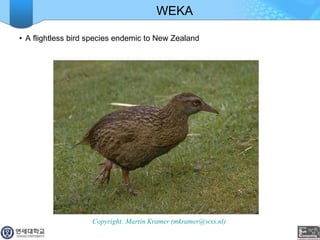 WEKA A flightless bird species endemic to New Zealand Copyright: Martin Kramer (mkramer@wxs.nl)  