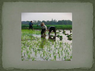 The residue of agricultural practices, including fertilizers and pesticides, are some of the major sources of water pollution. 