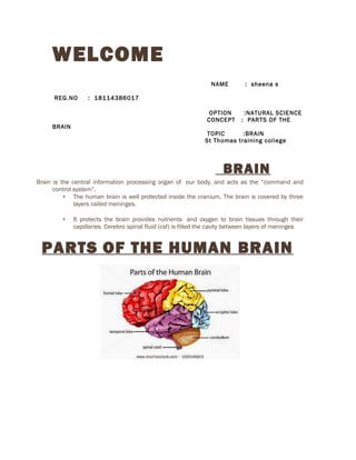 WELCOME
NAME : sheena s
REG.NO : 18114386017
OPTION :NATURAL SCIENCE
CONCEPT : PARTS OF THE
BRAIN
TOPIC :BRAIN
St Thomas training college
BRAIN
Brain is the central information processing organ of our body, and acts as the “command and
control system”.
• The human brain is well protected inside the cranium. The brain is covered by three
layers called meninges.
• It protects the brain provides nutrients and oxygen to brain tissues through their
capillaries. Cerebro spinal fluid (csf) is filled the cavity between layers of meninges
PARTS OF THE HUMAN BRAIN
 