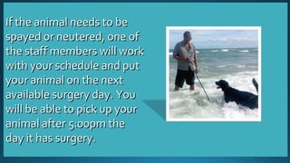 IIff tthhee aanniimmaall nneeeeddss ttoo bbee 
ssppaayyeedd oorr nneeuutteerreedd,, oonnee ooff 
tthhee ssttaaffff mmeemmbbeerrss wwiillll wwoorrkk 
wwiitthh yyoouurr sscchheedduullee aanndd ppuutt 
yyoouurr aanniimmaall oonn tthhee nneexxtt 
aavvaaiillaabbllee ssuurrggeerryy ddaayy.. YYoouu 
wwiillll bbee aabbllee ttoo ppiicckk uupp yyoouurr 
aanniimmaall aafftteerr 55::0000ppmm tthhee 
ddaayy iitt hhaass ssuurrggeerryy.. 
 