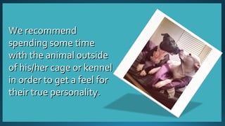 WWee rreeccoommmmeenndd 
ssppeennddiinngg ssoommee ttiimmee 
wwiitthh tthhee aanniimmaall oouuttssiiddee 
ooff hhiiss//hheerr ccaaggee oorr kkeennnneell 
iinn oorrddeerr ttoo ggeett aa ffeeeell ffoorr 
tthheeiirr ttrruuee ppeerrssoonnaalliittyy.. 
 