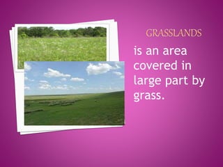 is an area
covered in
large part by
grass.
 