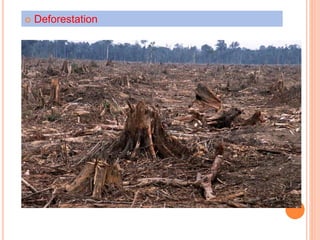  Deforestation 
 