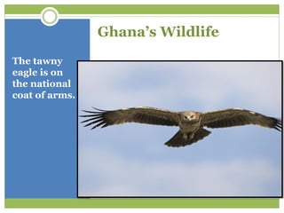 The tawny
eagle is on
the national
coat of arms.
Ghana’s Wildlife
 