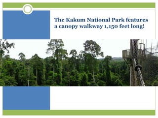The Kakum National Park features
a canopy walkway 1,150 feet long!
 