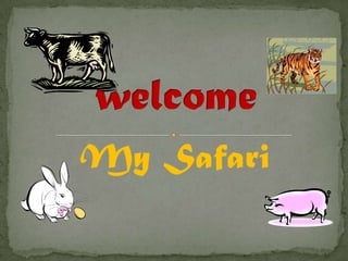 My Safari welcome 