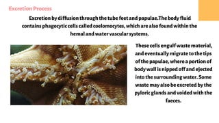 COMPARATIVE ACCOUNT OF EXCRETORY PROCESS AMONG INVERTEBRATES | PDF