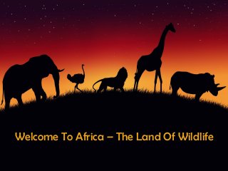 Welcome To Africa – The Land Of Wildlife
 
