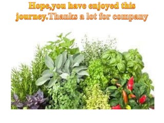 Application of anatomy in  Plant Systematics & Pharmacognosy