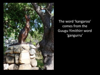 The word ‘kangaroo’
  comes from the
Guugu Yimithirr word
     ‘gangurru’
 