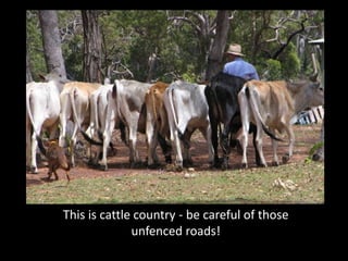 This is cattle country - be careful of those
              unfenced roads!
 
