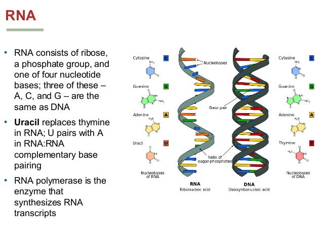 How Does Evolution Work Via Natural Selection How Does Evolution Work Via Natural Selection