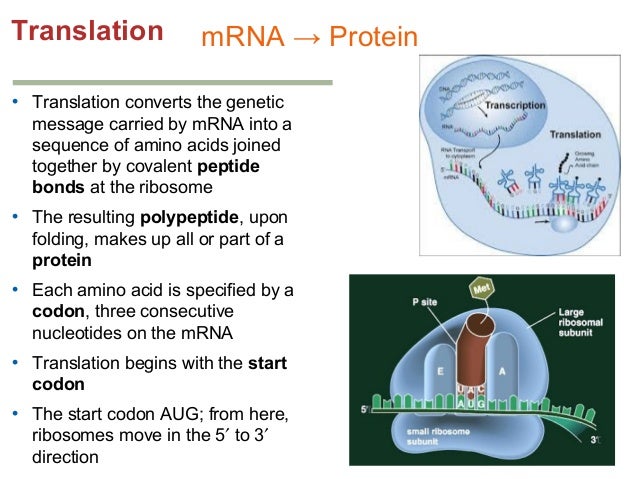 The Level Of Natural Selection Is Primarily On The The Level Of Natural Selection Is Primarily On The