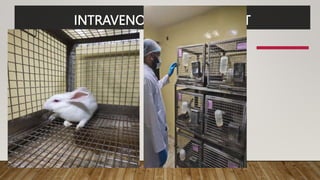 INTRAVENOUS TOXICITY TEST
 