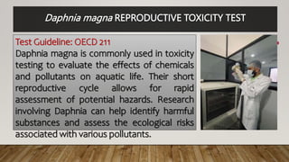 Daphnia magna REPRODUCTIVE TOXICITY TEST
Test Guideline: OECD 211
Daphnia magna is commonly used in toxicity
testing to evaluate the effects of chemicals
and pollutants on aquatic life. Their short
reproductive cycle allows for rapid
assessment of potential hazards. Research
involving Daphnia can help identify harmful
substances and assess the ecological risks
associated with various pollutants.
 
