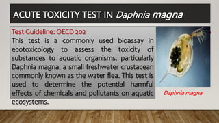ACUTE TOXICITY TEST IN Daphnia magna
Test Guideline: OECD 202
This test is a commonly used bioassay in
ecotoxicology to assess the toxicity of
substances to aquatic organisms, particularly
Daphnia magna, a small freshwater crustacean
commonly known as the water flea. This test is
used to determine the potential harmful
effects of chemicals and pollutants on aquatic
ecosystems.
Daphnia magna
 
