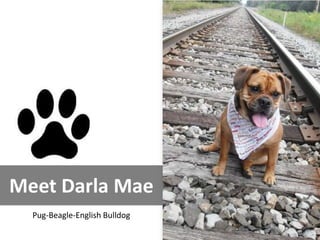 Meet Darla Mae
  Pug-Beagle-English Bulldog
 