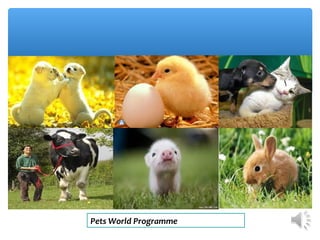 Pets World Programme
 
