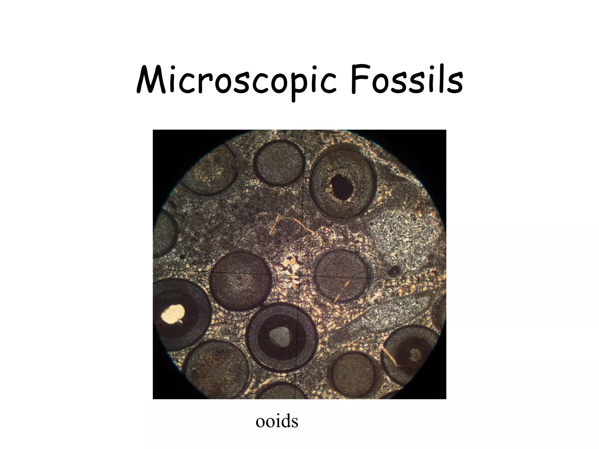 Microscopic Fossils ooids 