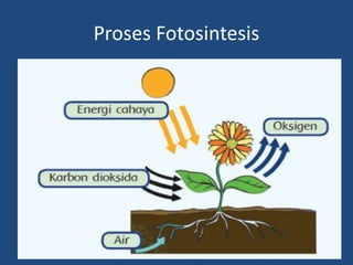 Proses Fotosintesis
 