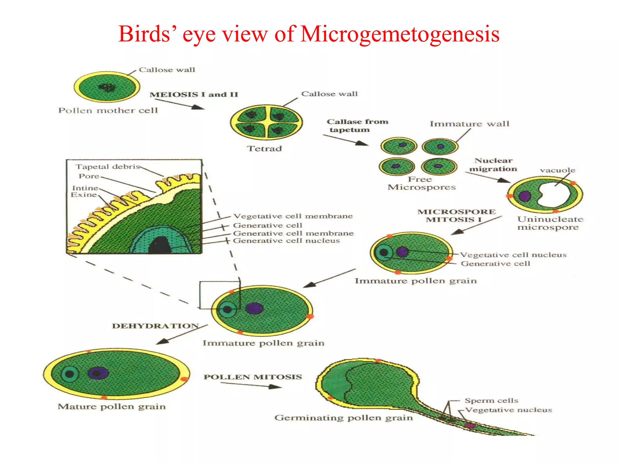 Birds’ eye view of Microgemetogenesis
 