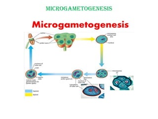 microgametogenesis
 