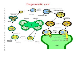 Diagrammatic view
 
