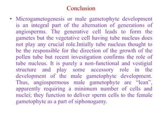 Conclusion
• Microgametogenesis or male gametophyte development
is an integral part of the alternation of generations of
angiosperms. The generative cell leads to form the
gametes but the vegetative cell having tube nucleus does
not play any crucial role.Intially tube nucleus thought to
be the responsible for the direction of the growth of the
pollen tube but recent investigation confirms the role of
tube nucleus. It is purely a non-functional and vestigial
structure and play some accessory role in the
development of the male gametophyte development.
Thus, angiospermous male gametophyte are “lean”,
apparently requiring a minimum number of cells and
nuclei; they function to deliver sperm cells to the female
gametophyte as a part of siphonogamy.
 