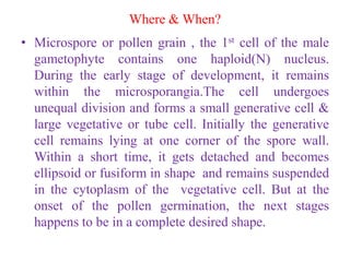 Where & When?
• Microspore or pollen grain , the 1st cell of the male
gametophyte contains one haploid(N) nucleus.
During the early stage of development, it remains
within the microsporangia.The cell undergoes
unequal division and forms a small generative cell &
large vegetative or tube cell. Initially the generative
cell remains lying at one corner of the spore wall.
Within a short time, it gets detached and becomes
ellipsoid or fusiform in shape and remains suspended
in the cytoplasm of the vegetative cell. But at the
onset of the pollen germination, the next stages
happens to be in a complete desired shape.
 
