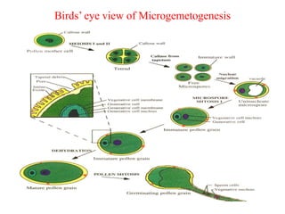 Welcome to sem5(hons) microgemetogenesis | PPT