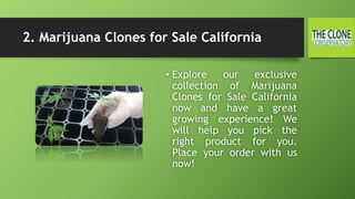 2. Marijuana Clones for Sale California
• Explore our exclusive
collection of Marijuana
Clones for Sale California
now and have a great
growing experience! We
will help you pick the
right product for you.
Place your order with us
now!
 