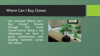 Where Can I Buy Clones
• Get confused Where Can I
Buy Clones? Browse
through The Clone
Conservatory! Being a top
dispensary, we have a
great collaboration with
leading nurseries across
the nation.
 