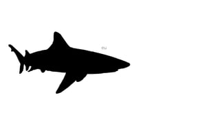 Welcome to the Jungle