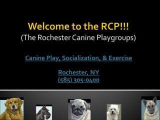 Welcome to the RCP!!!(The Rochester Canine Playgroups) Canine Play, Socialization, & Exercise Rochester, NY (585) 305-0400 