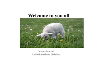 Welcome to you all
Kapur bhusal
Animal nutrition divisions
 